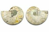 Cut & Polished Ammonite Fossil - Madagascar #377530-1